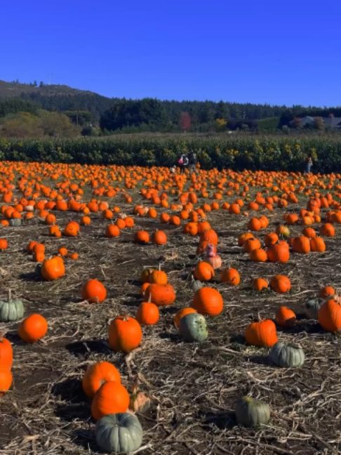 @CTV News Vancouver Island