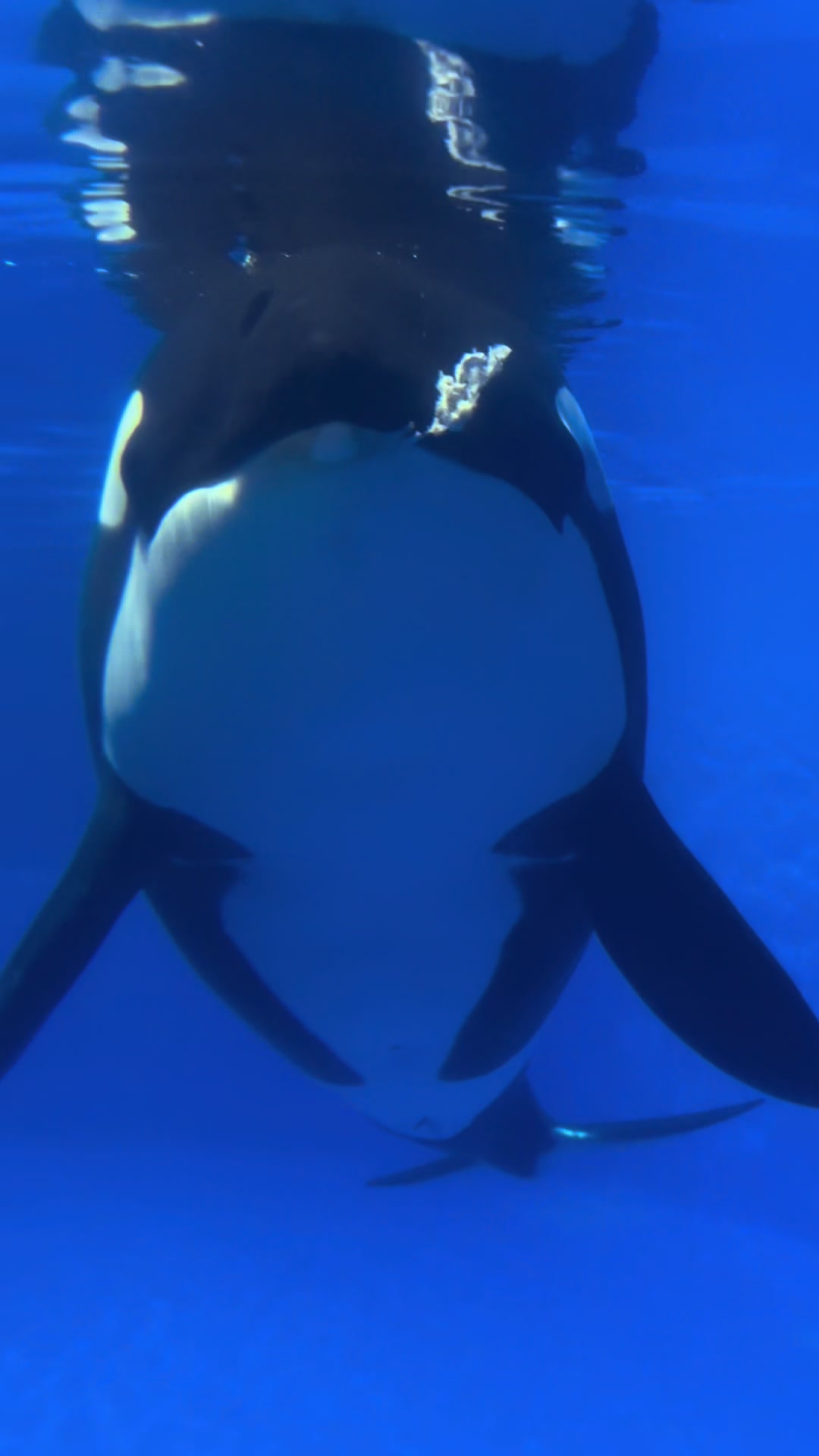 @シャチファン