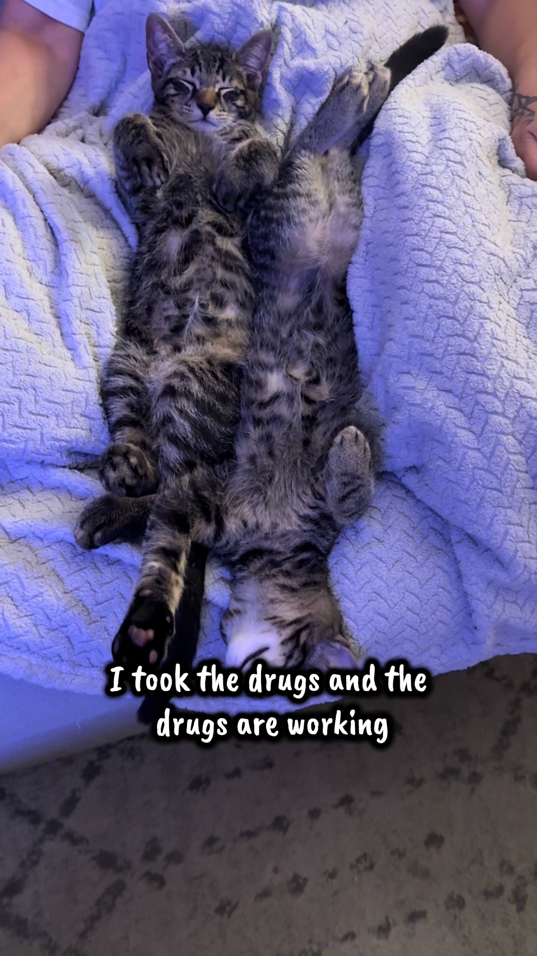 @TailsandWhiskersCo