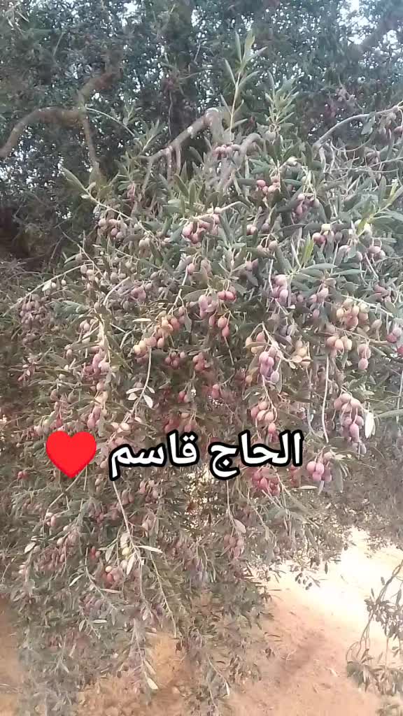 @yasminhamdi