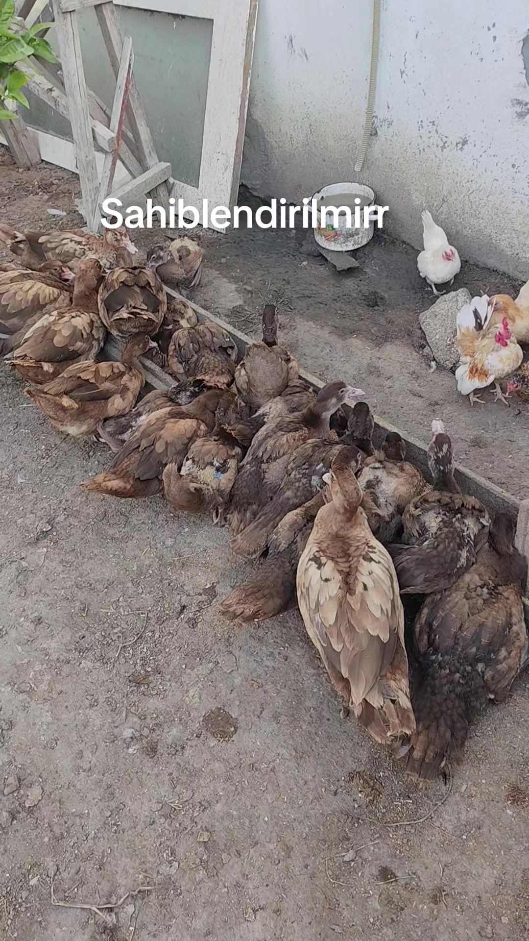 @MAŞTAĞA_QUŞCULUĞ