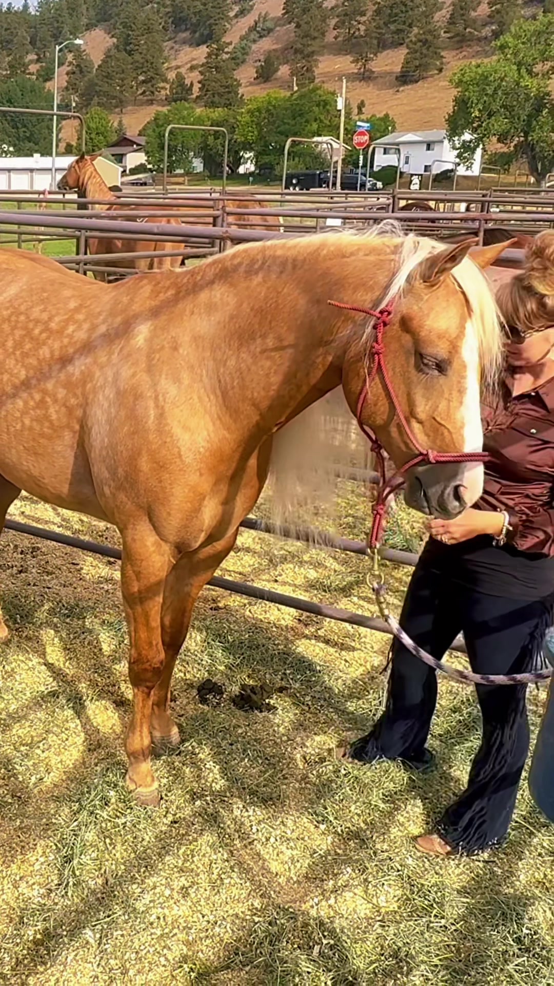 @Free Spirit Equestrian