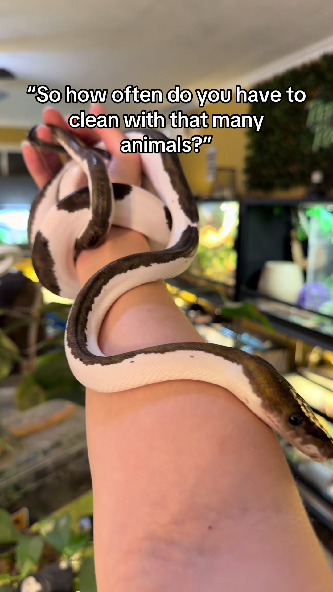 @🐍Rylee’s Reptiles🦎