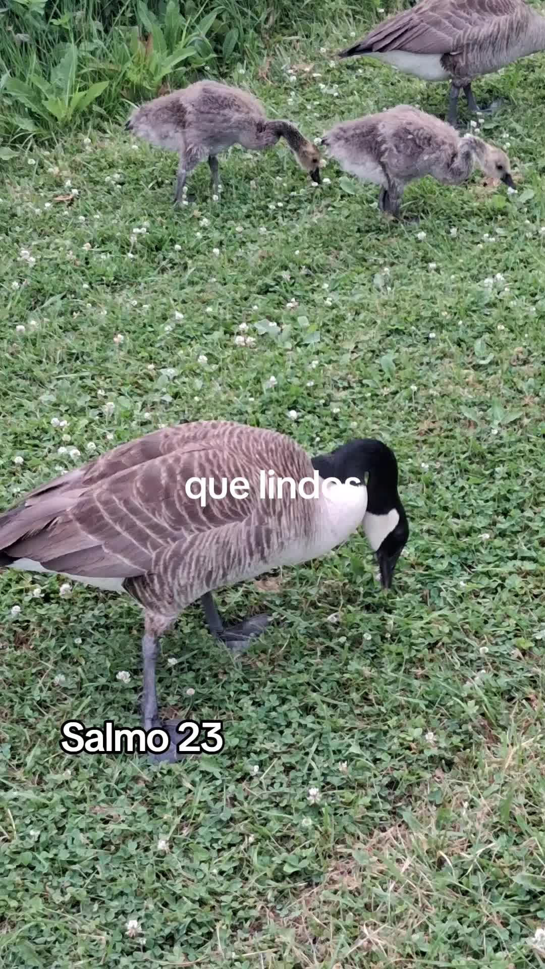 @noel sorto