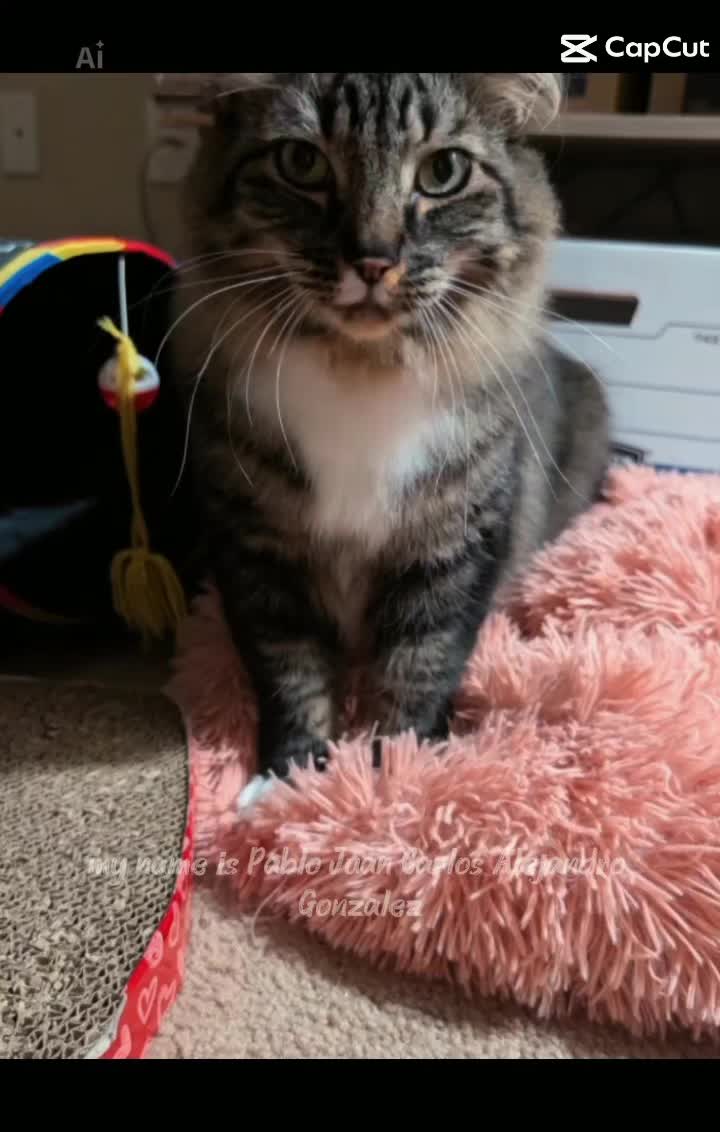 @RIEJ💘(ΦωΦ)🐈️🐾👑