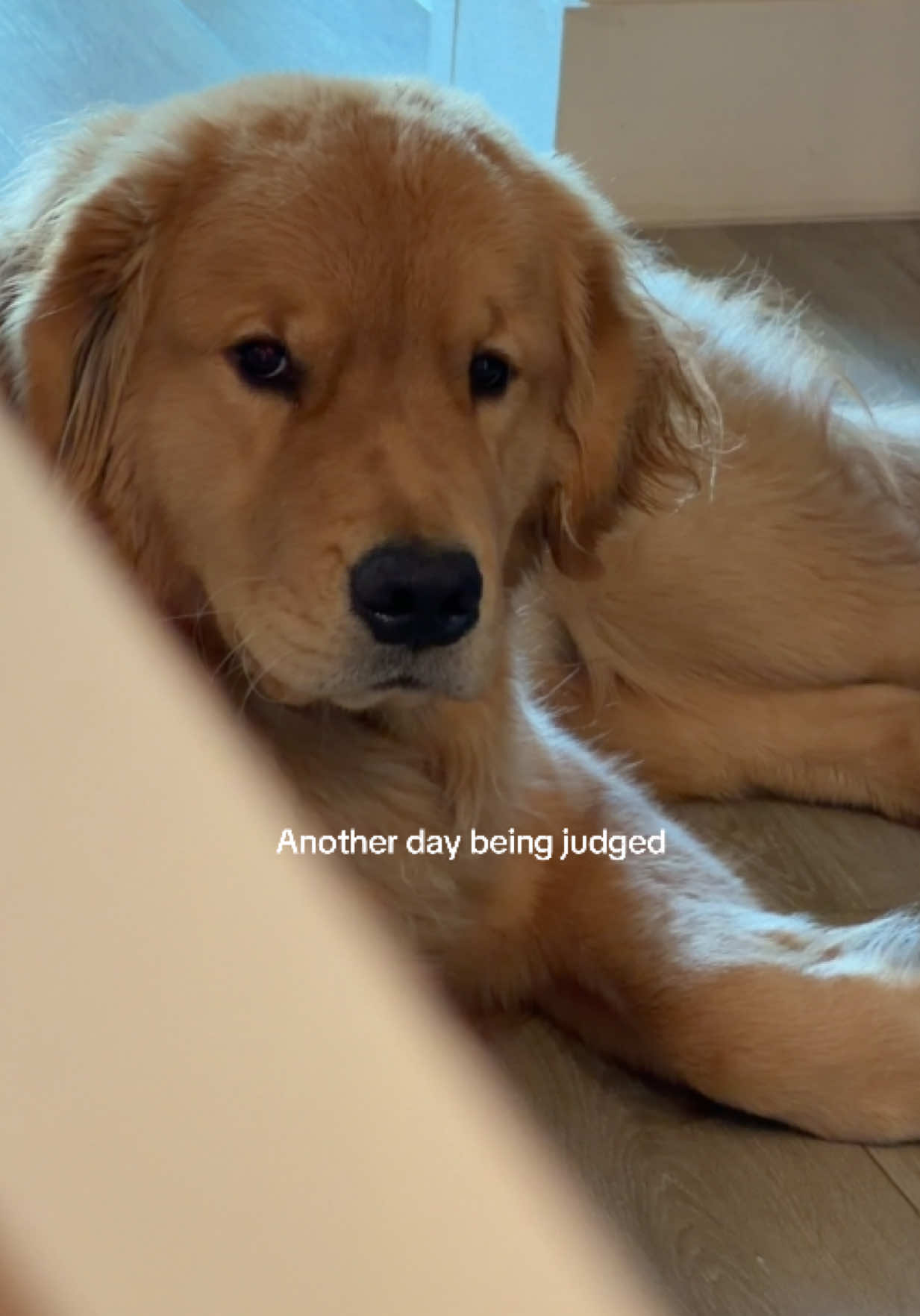 @Romeo the Retriever