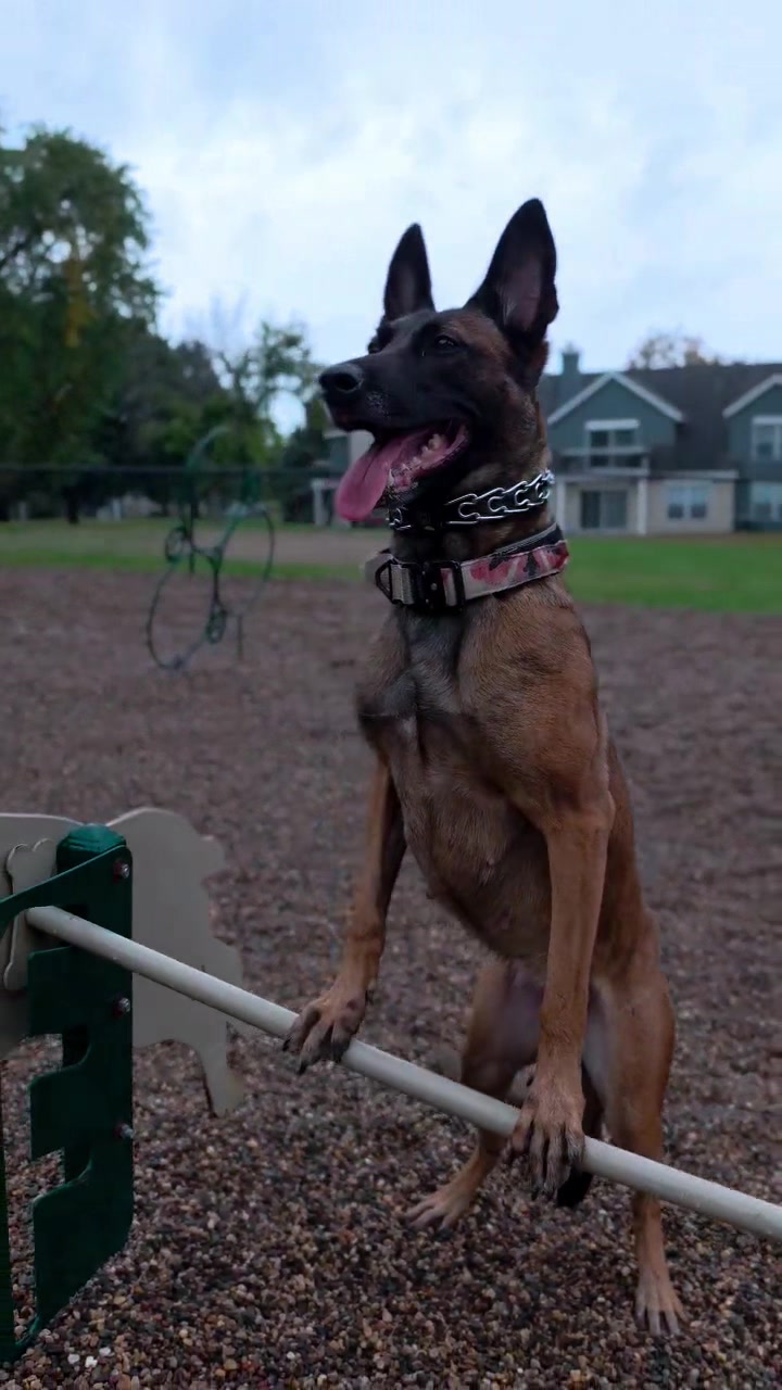 @dogstrainjen