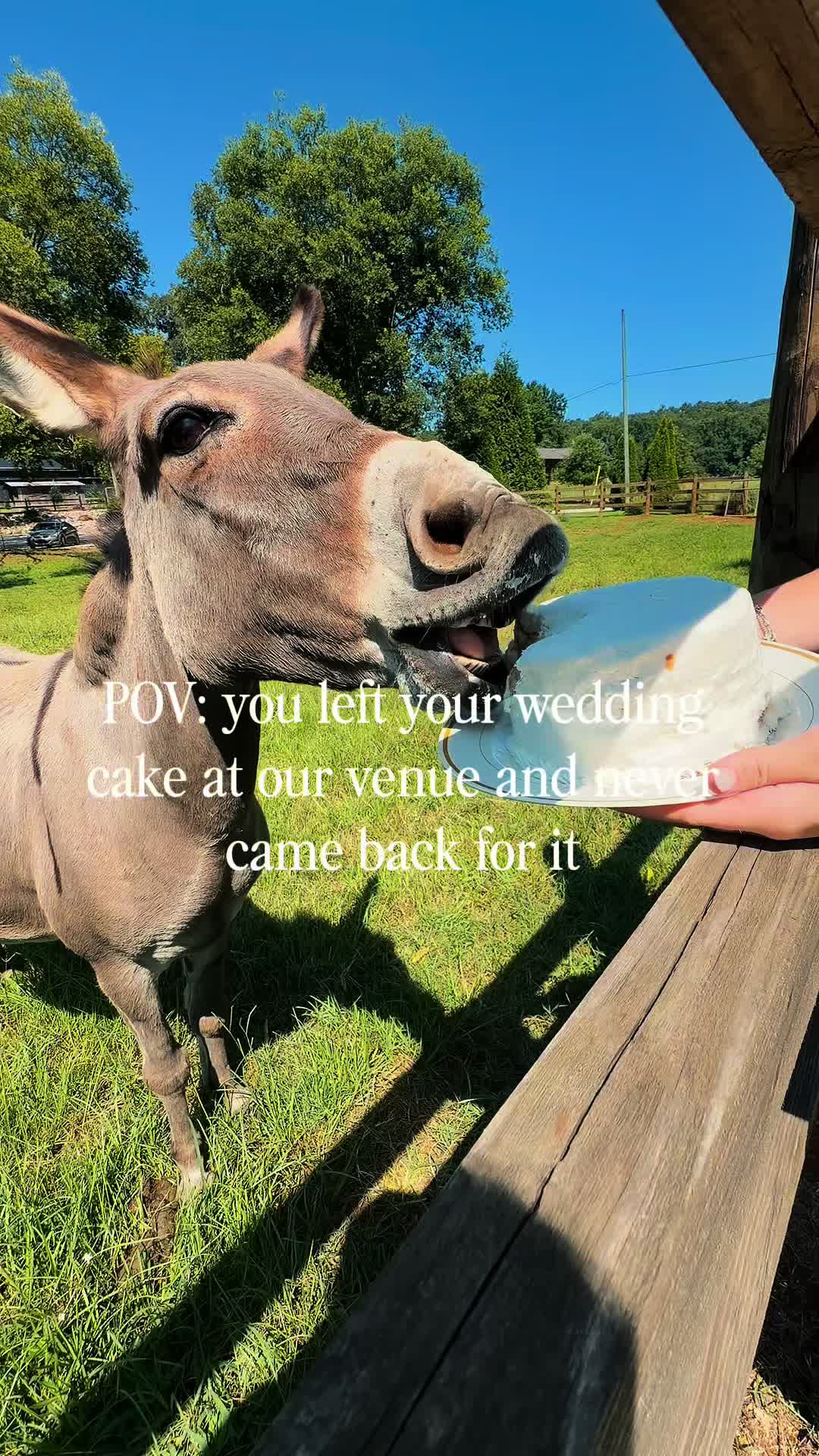 @Hall Farms Weddings and Events