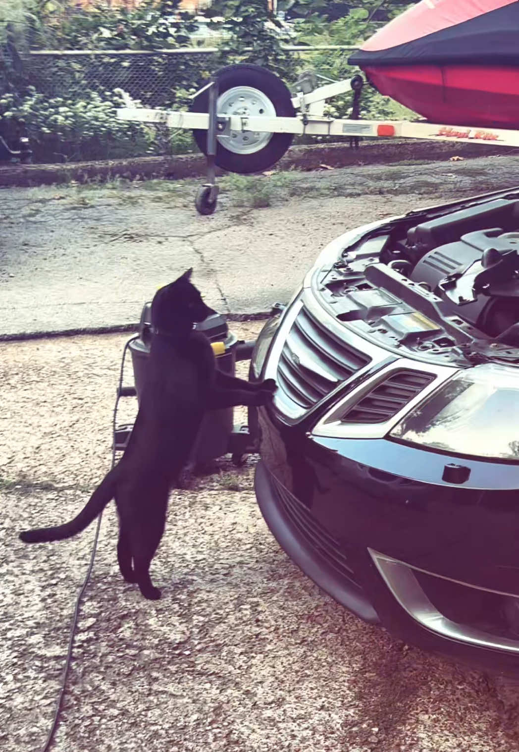 @ฅ^>ᵥ_ᵥ<^ฅ