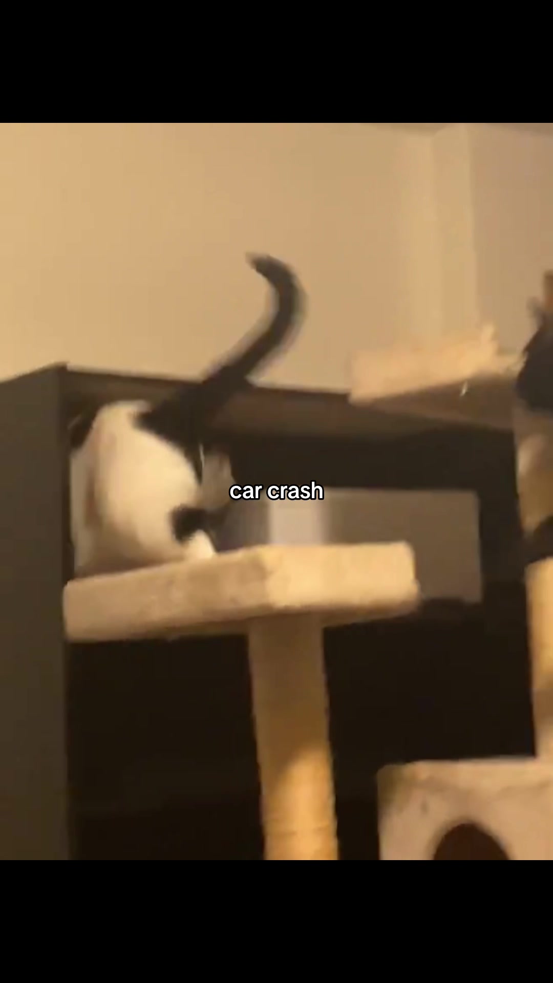 @meow