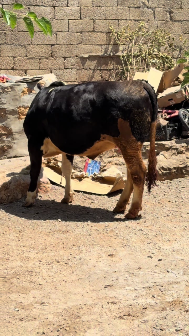 @Veysel Ağırman