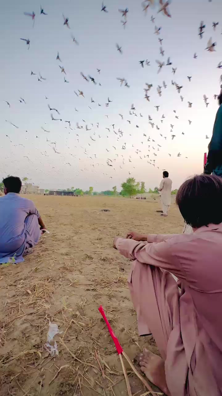 @عدیل رحمن لیہ وال کبوتر باز