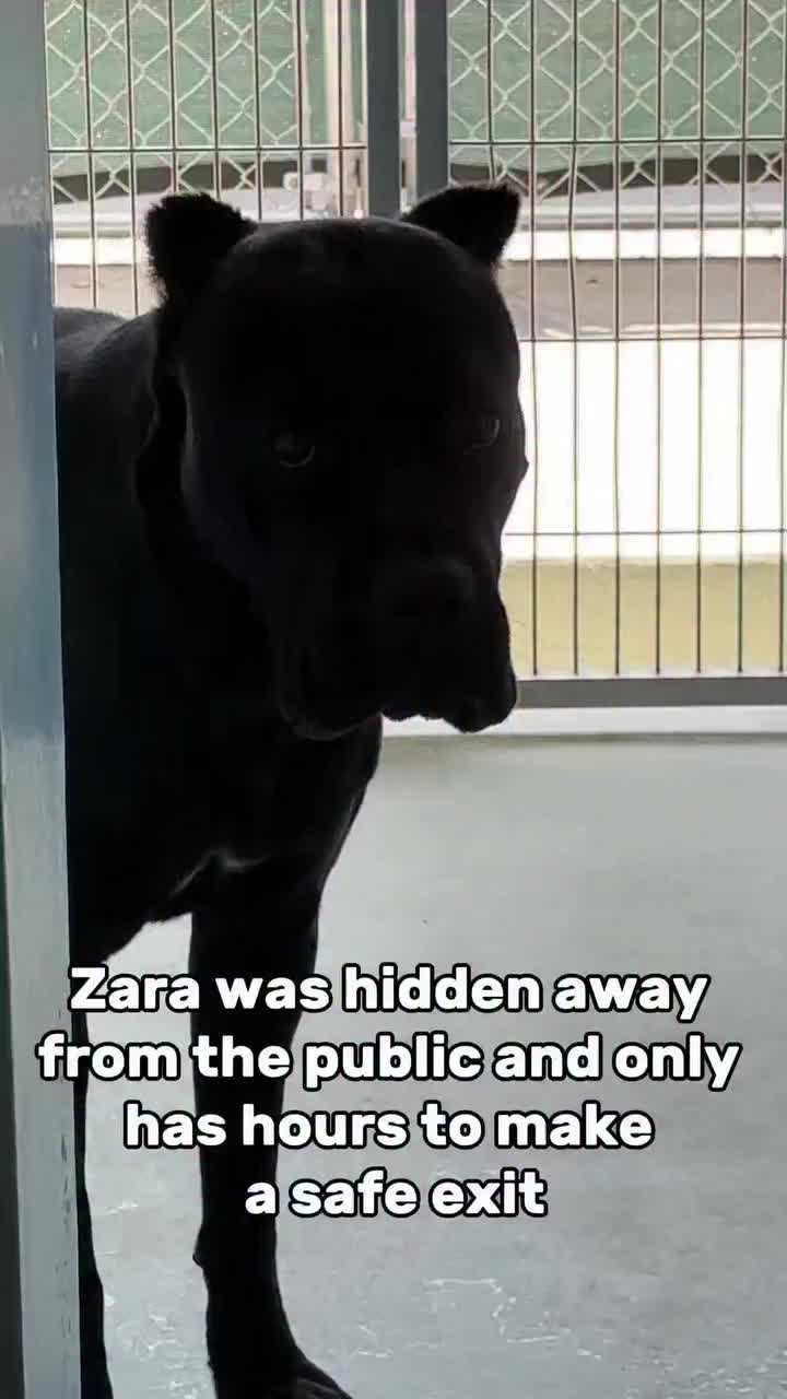 @Saving Mastiffs
