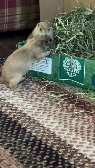 @Sarahsquirrels43🐿️