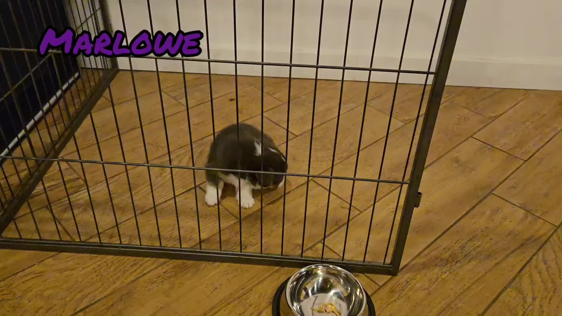 @J&R Shepherds & Corgis