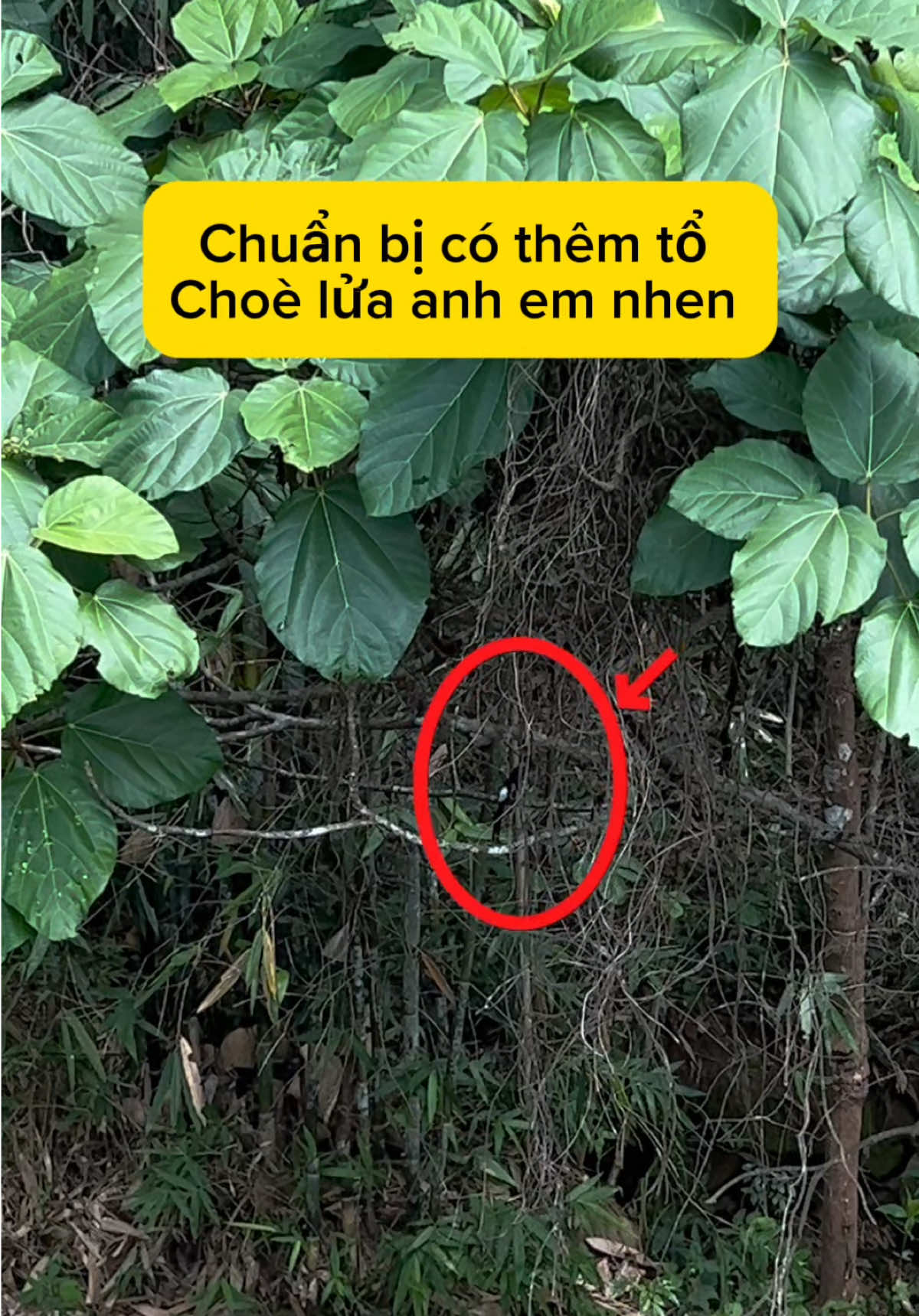 @C&C Miền Núi ⛰️