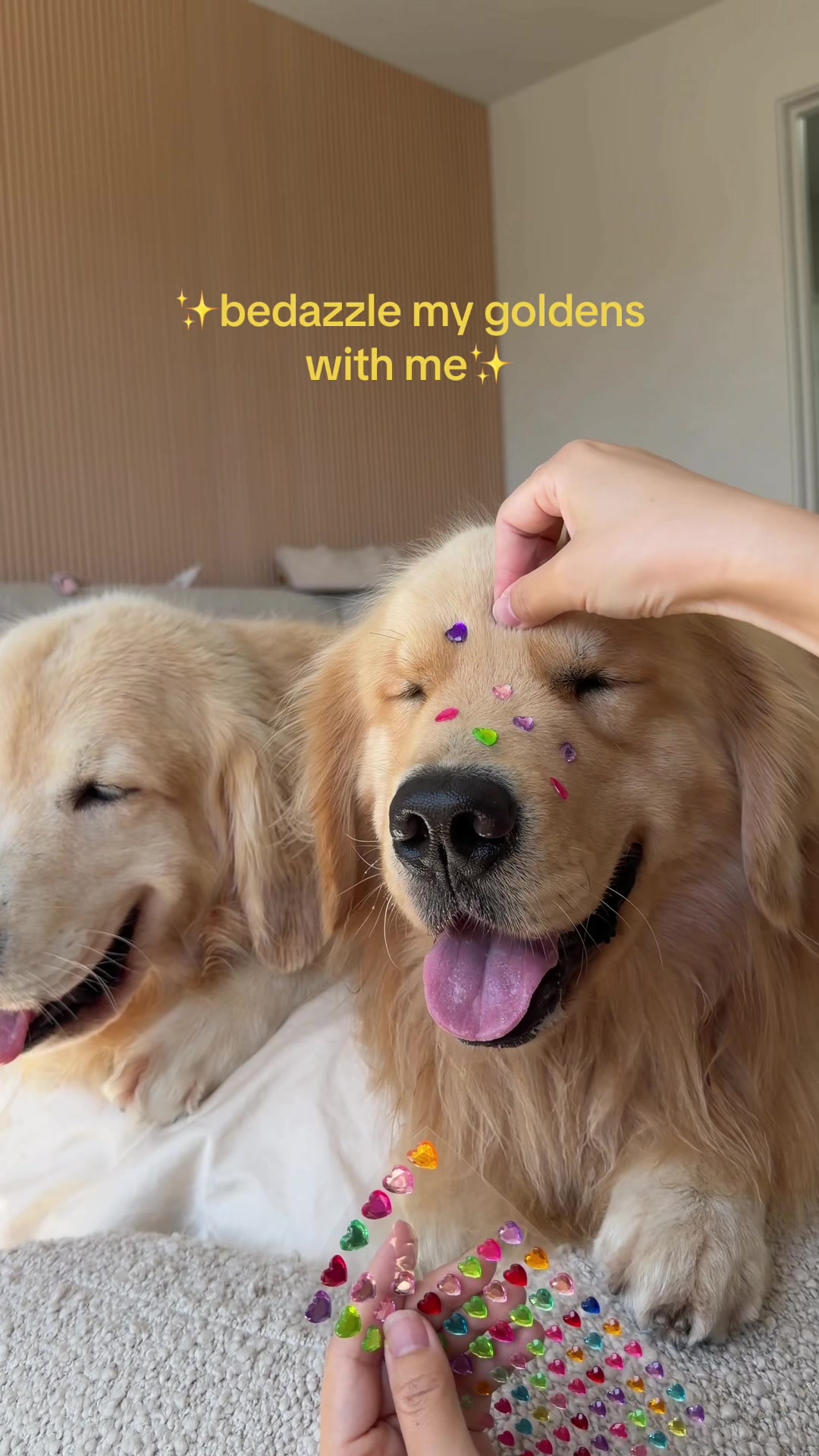 @Maui, Ruby +Hugo