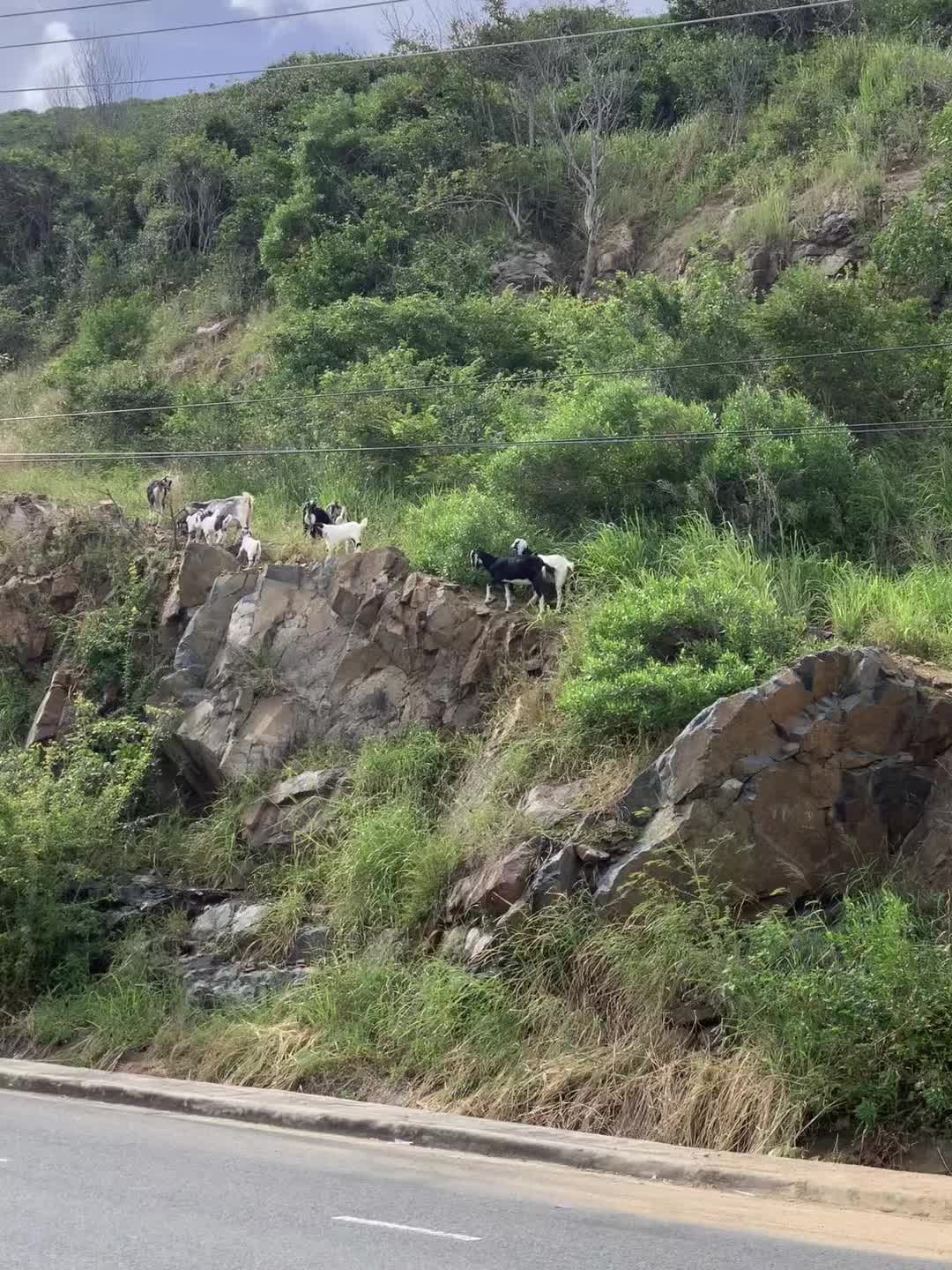 @trdainam