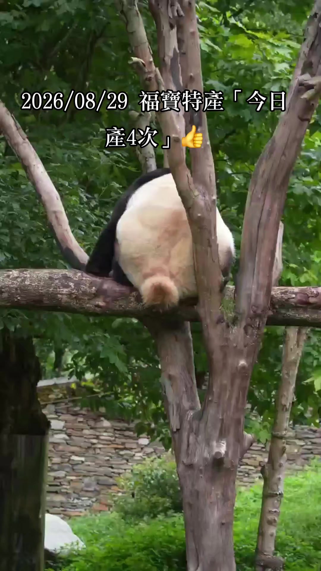 @福寶需要愛的抱抱