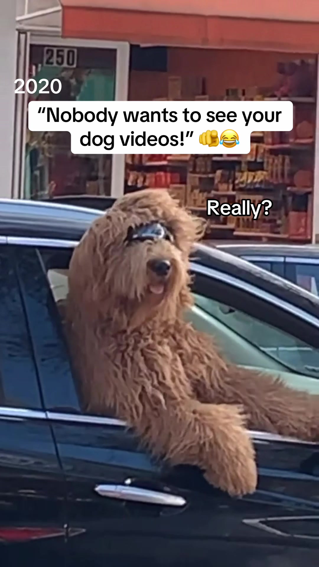 @Brodie The Goldendoodle