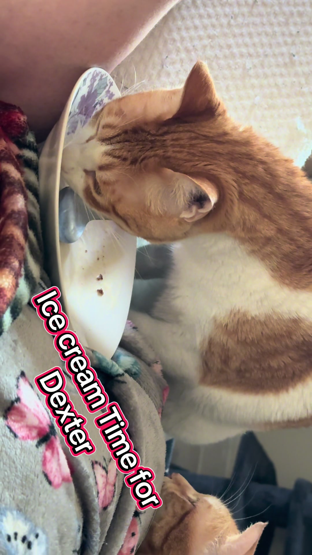@Father5cats