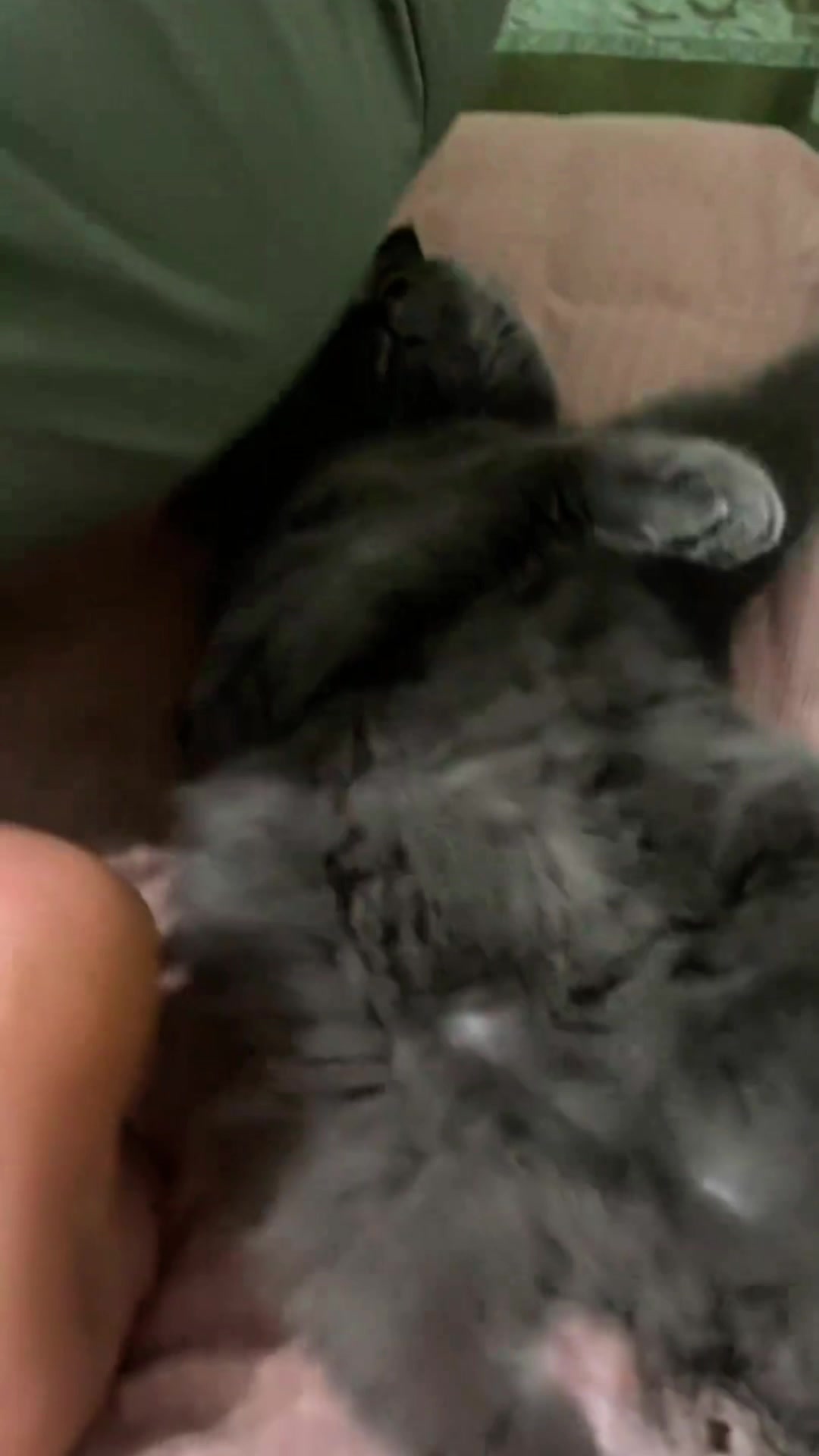 @pawsitive.energy