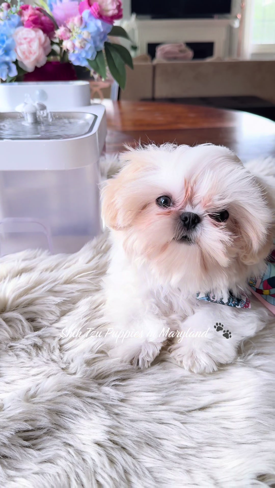 @Shih Tzu Puppies in Maryland