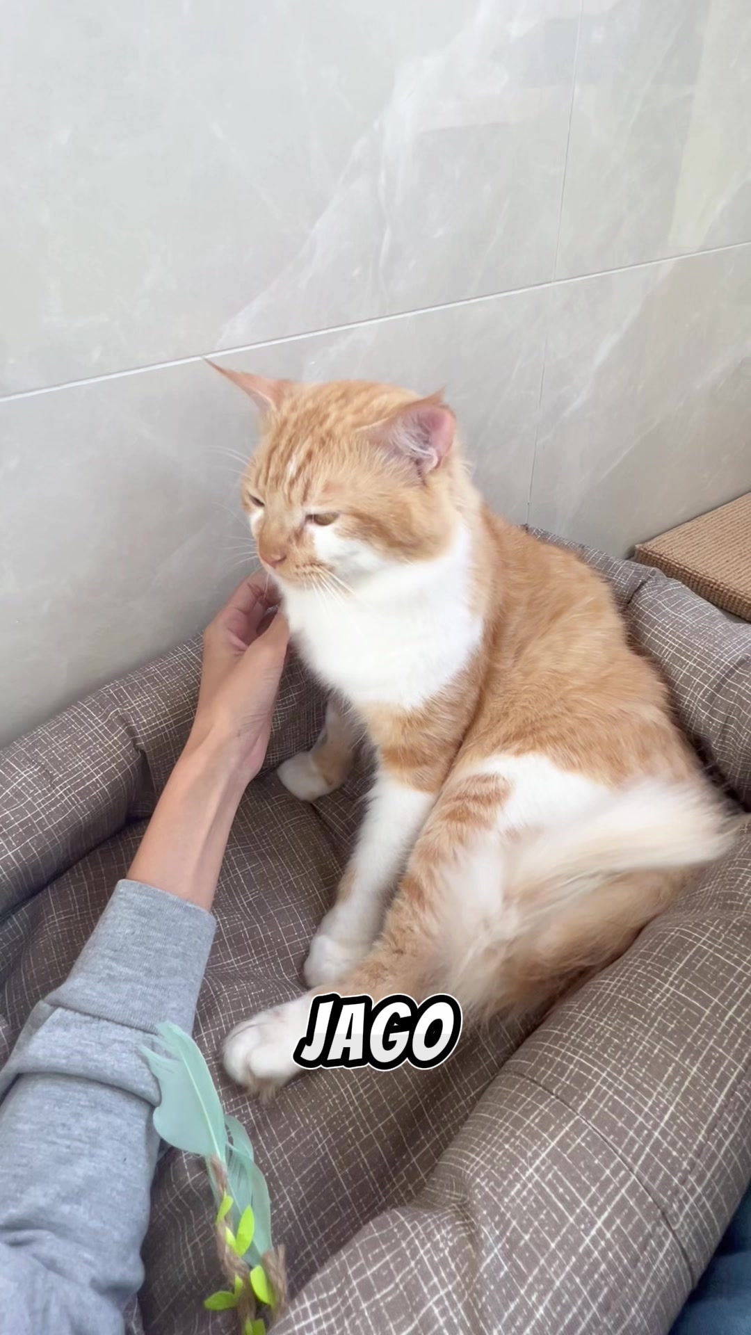 @nekokeikochan