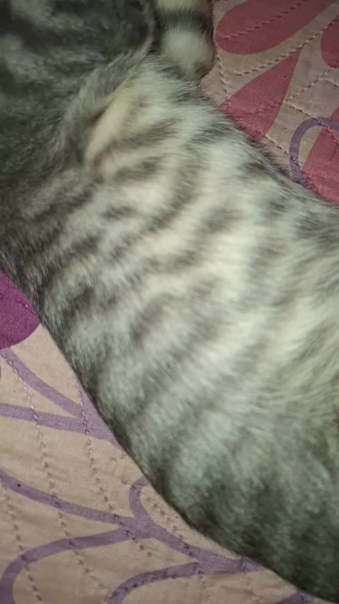 @🐱💞