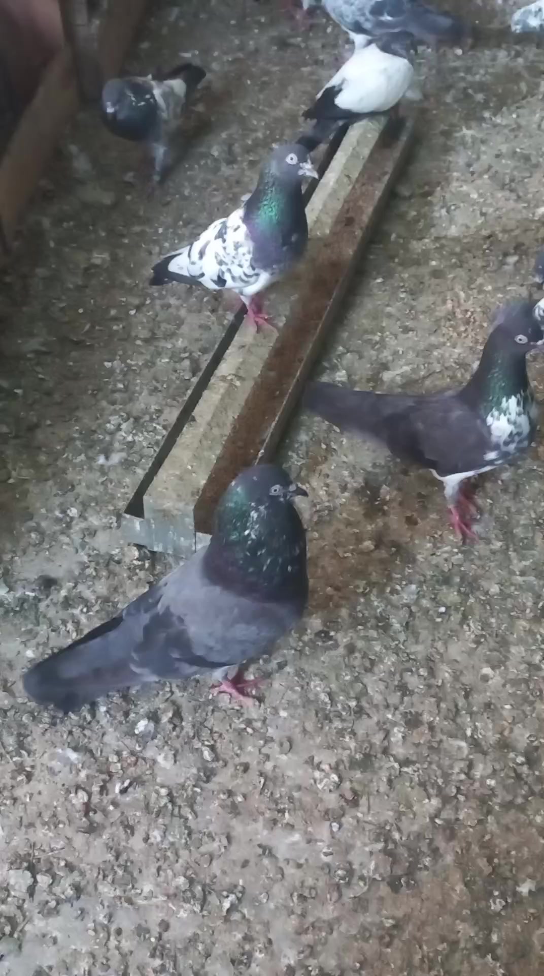 @Ranakasuripigeon