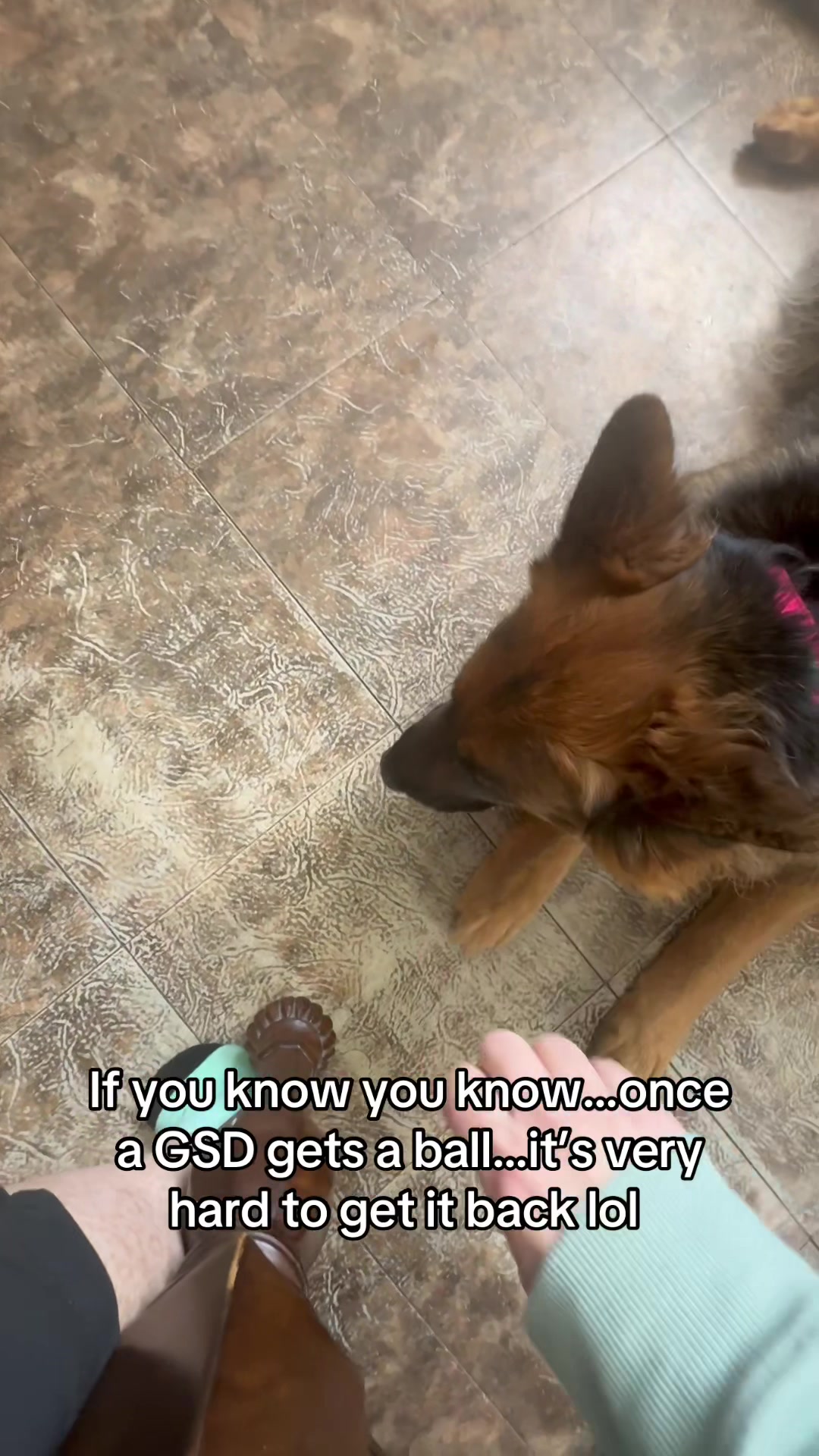 @ksdoggos