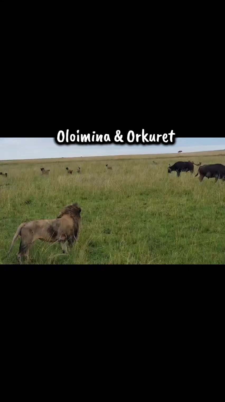 @Leonie 🦁 (Orpadan's version)