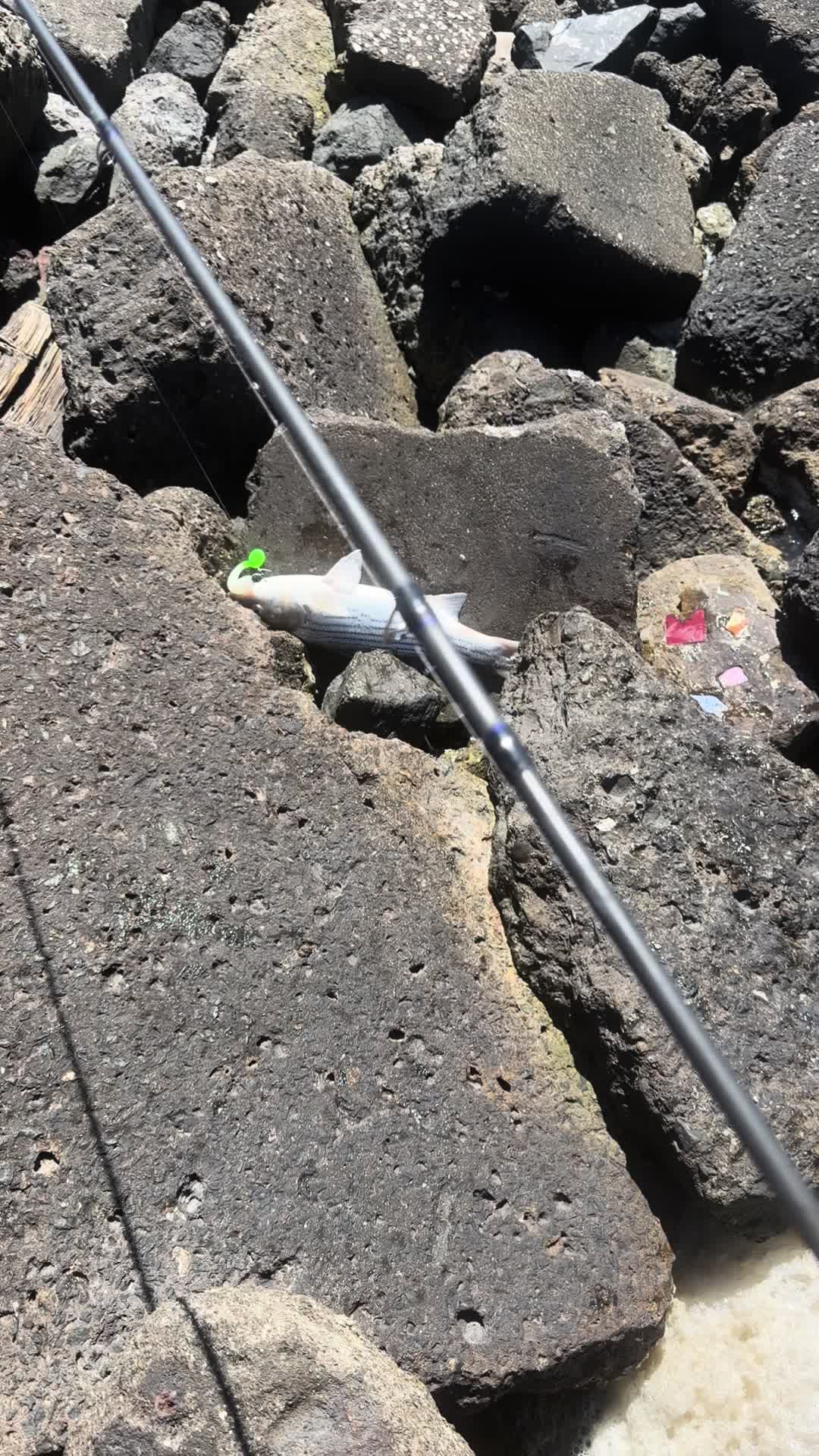 @Justfishnn510