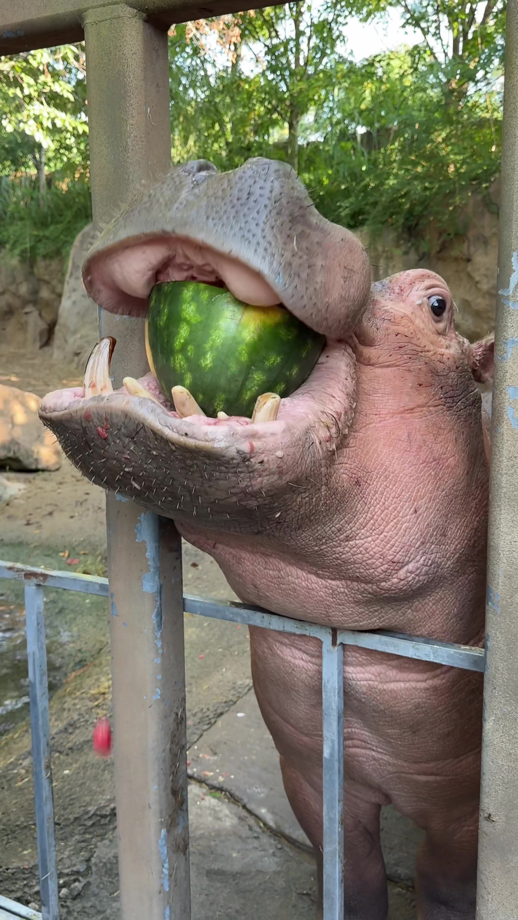 @Cincinnati Zoo