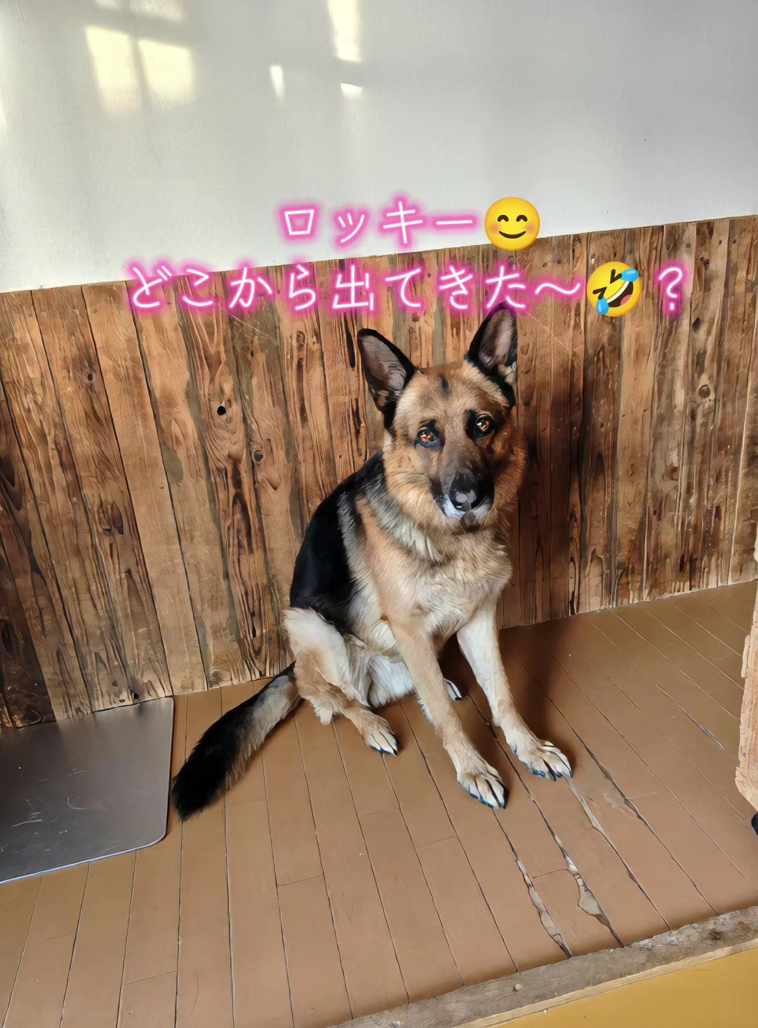 @ANIMAL♡M