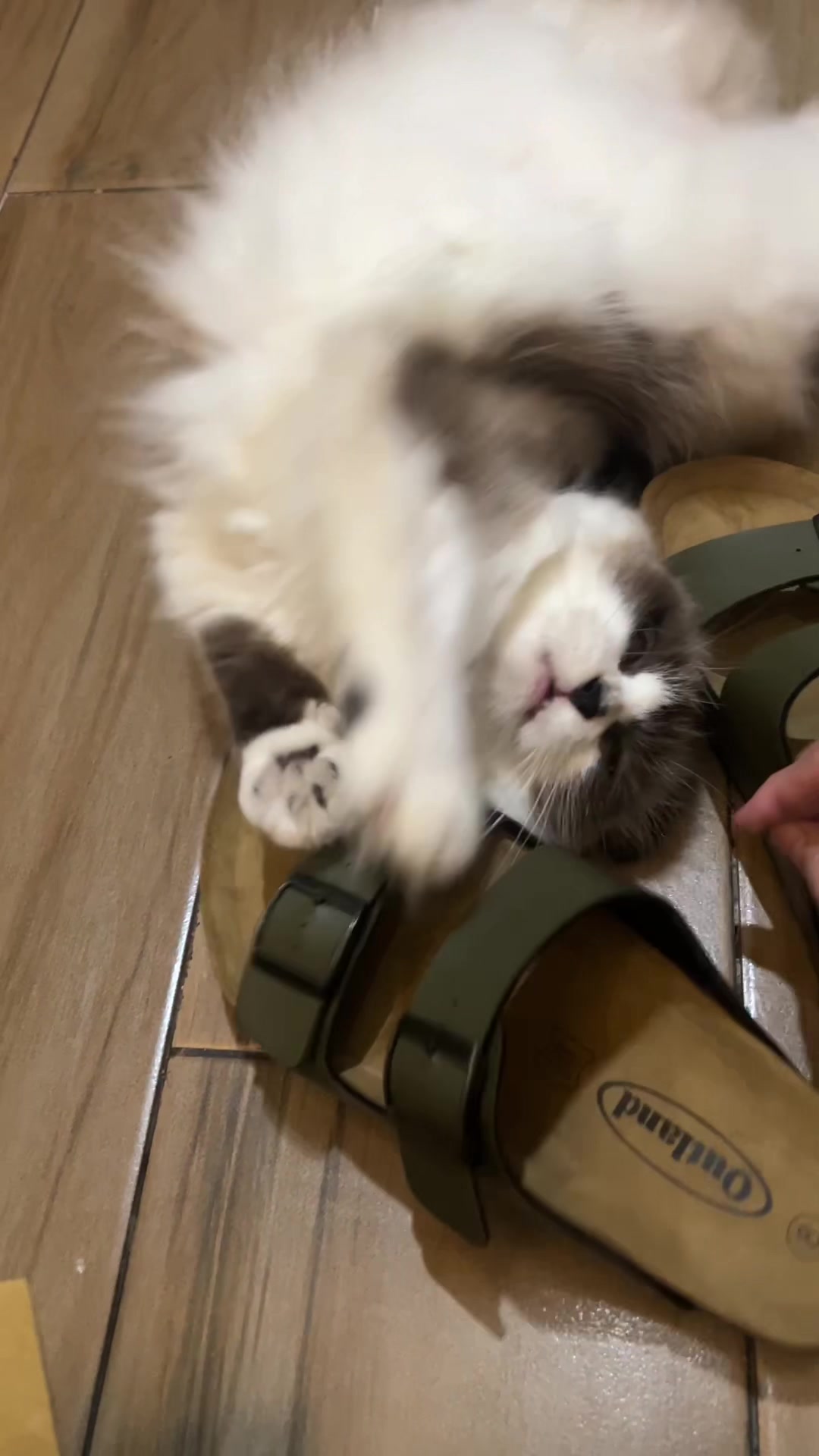 @BecauseCats