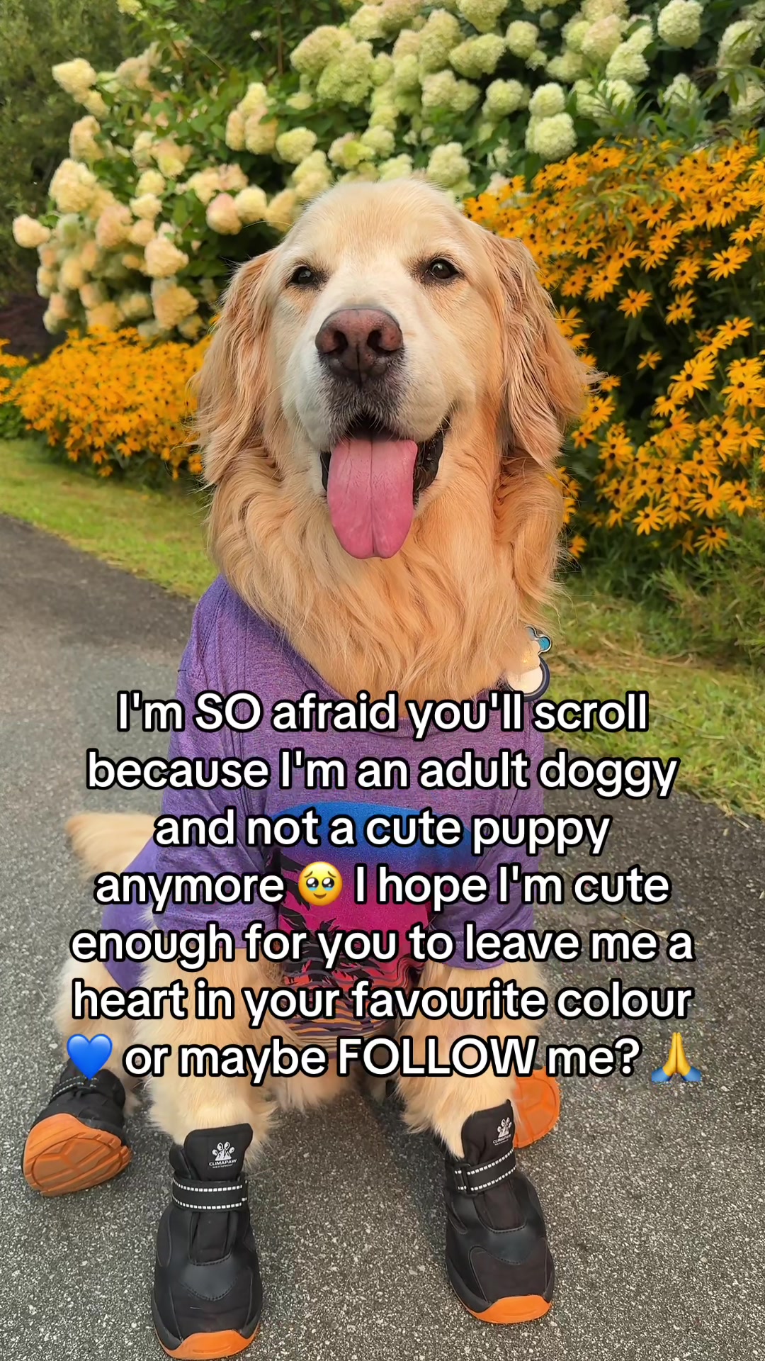 @A Golden and Fam