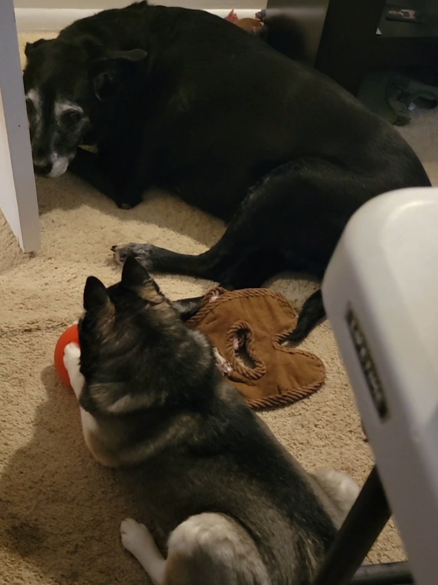 @Hersheytheminihusky