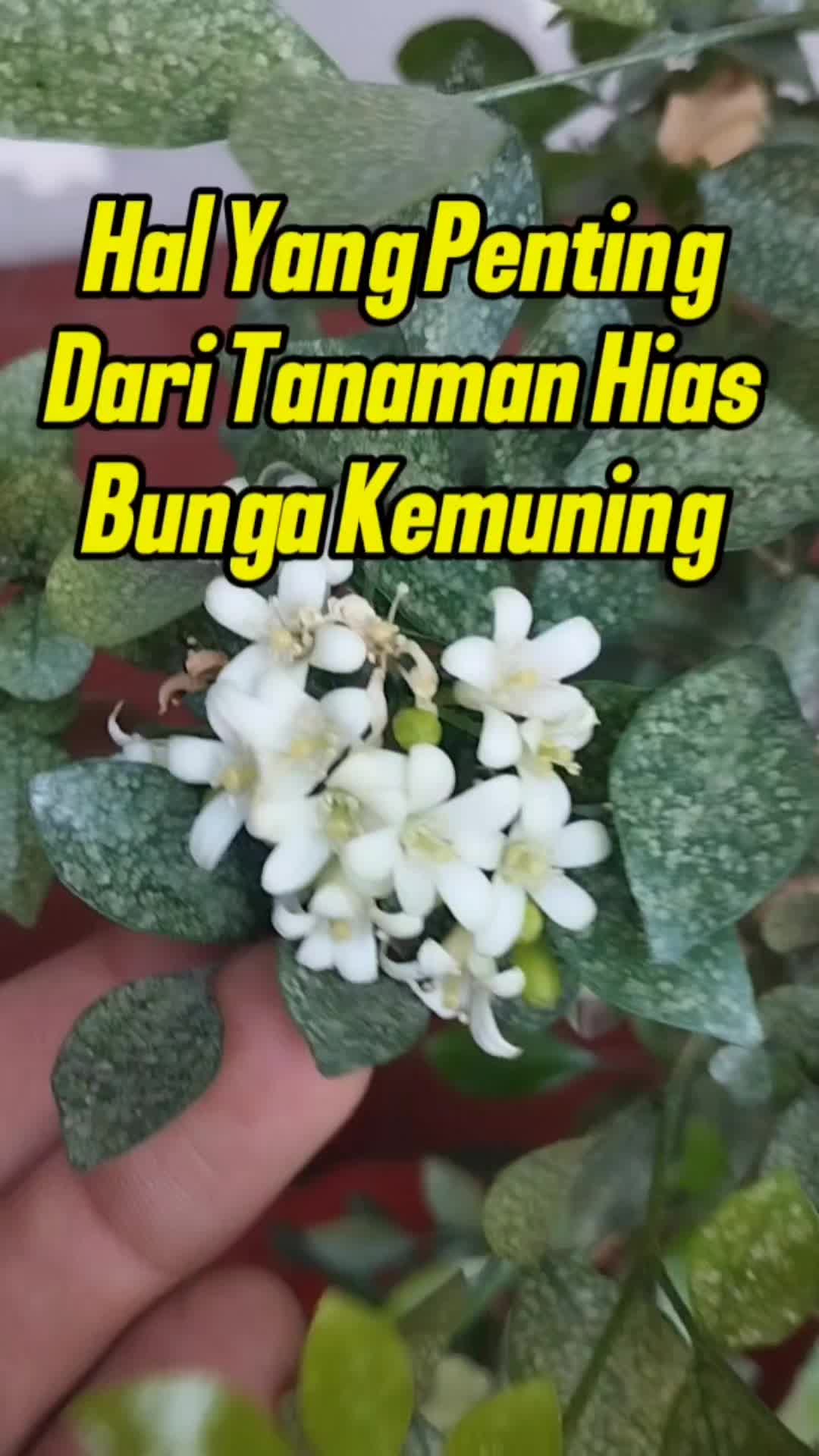 @Bukit Farming