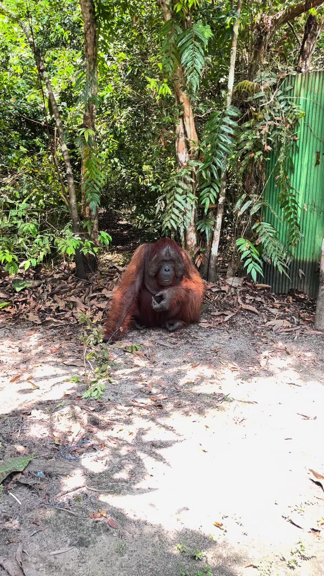 @BORNEORANGUTANSTOUR.