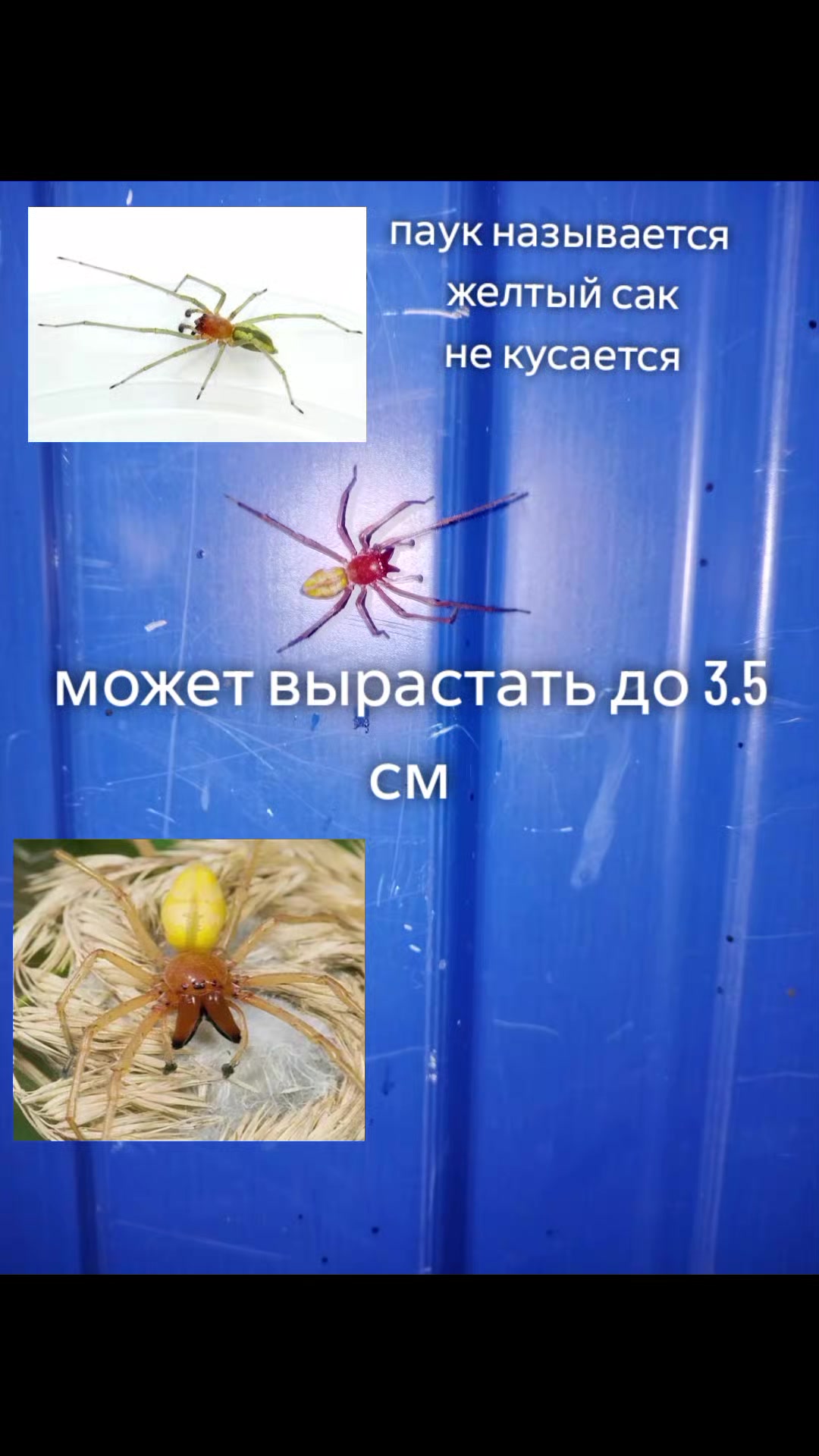 @килька
