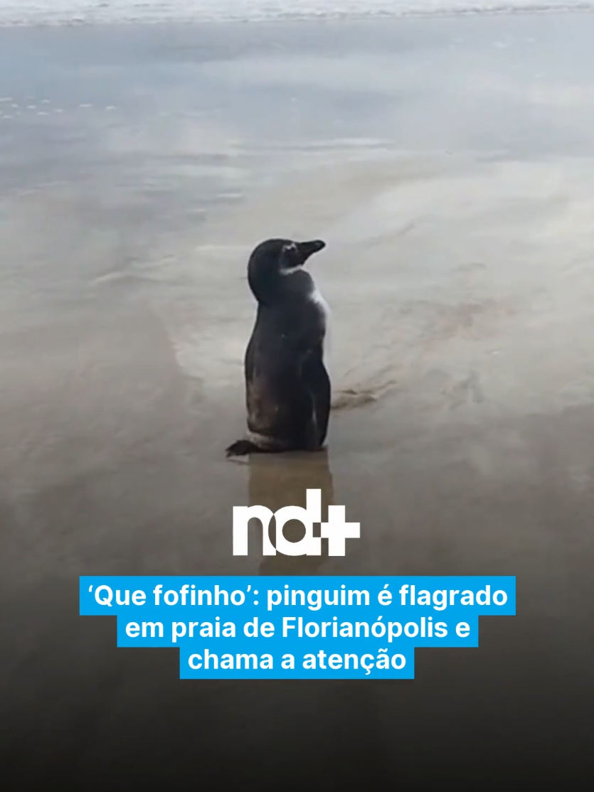 @portalndmais