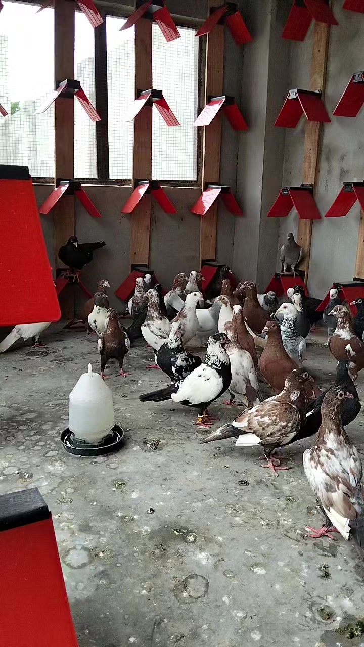 @waheedpegeonLoft