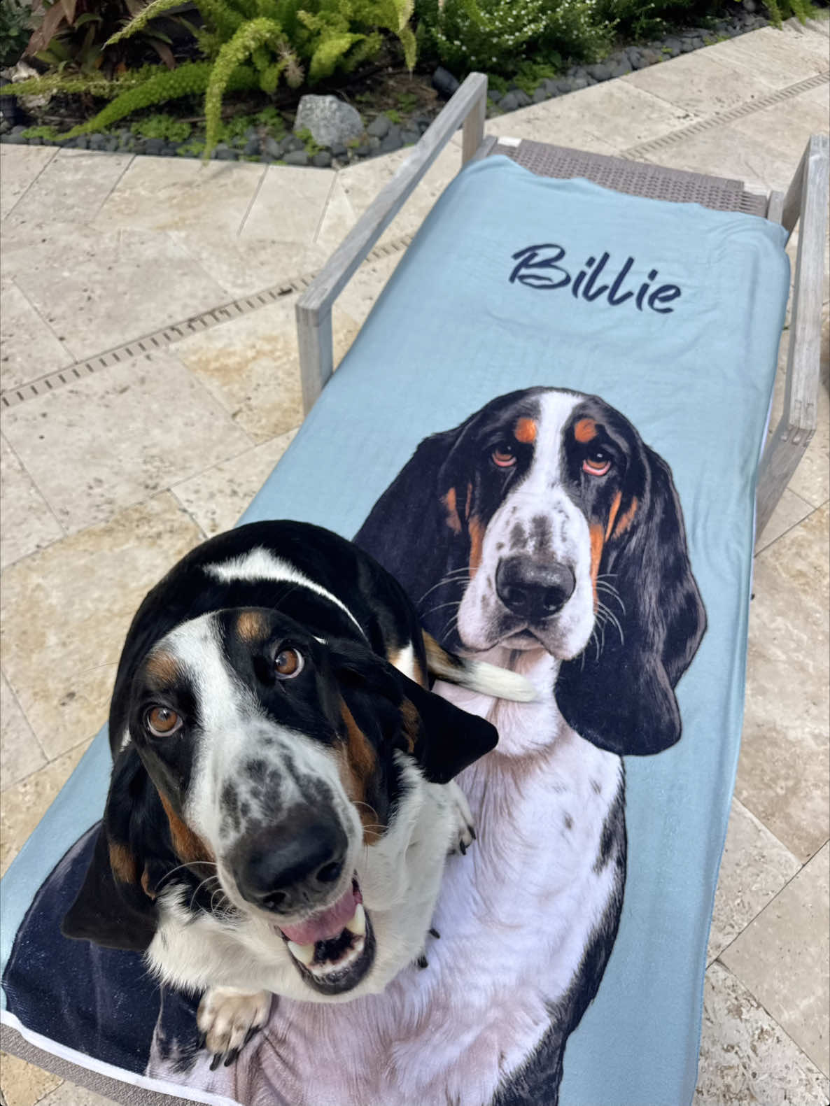 @🐾BillieBasset🐾