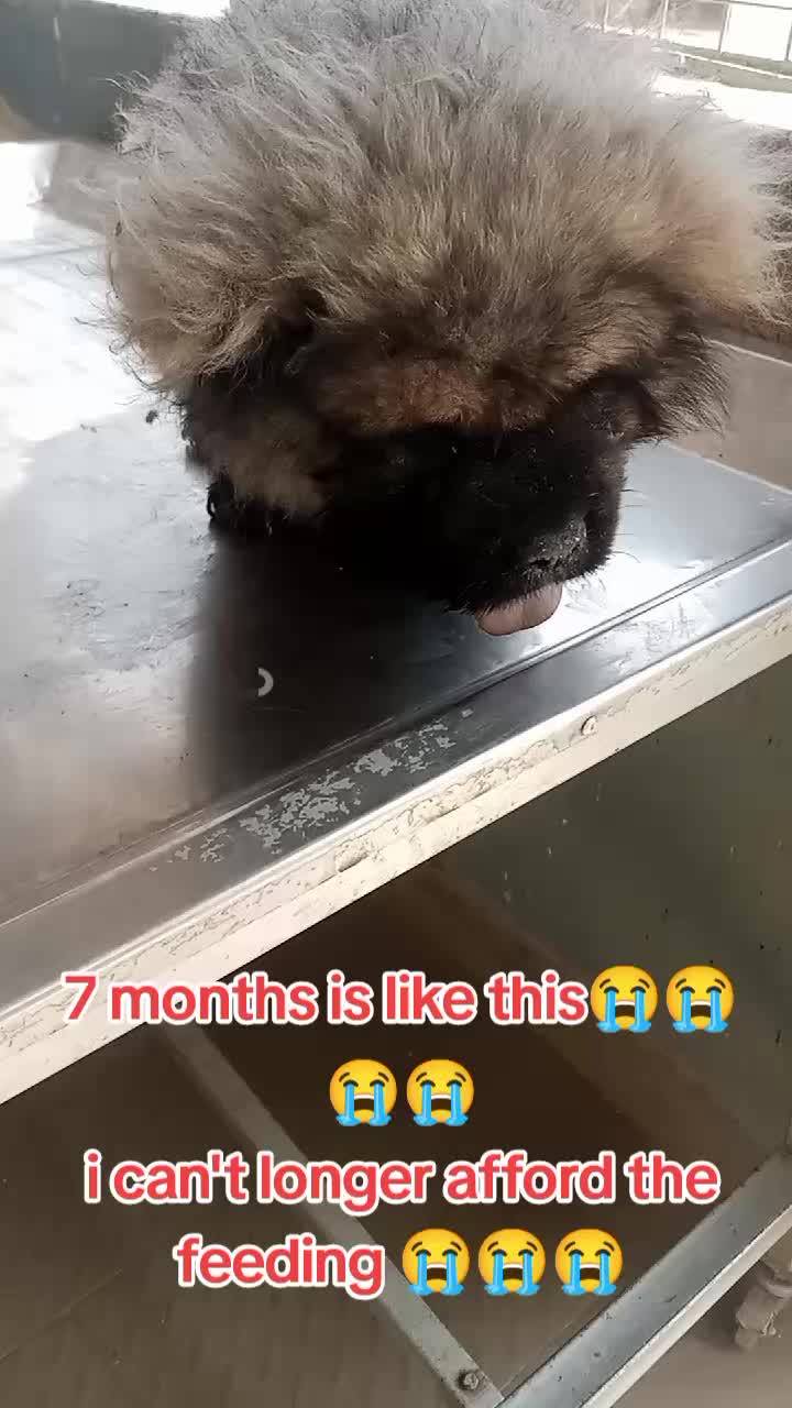 @Animal Welfare