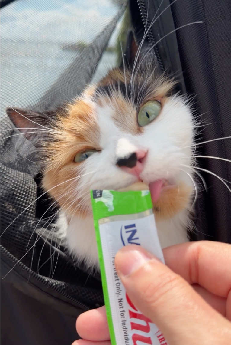 @The Oreo Cat