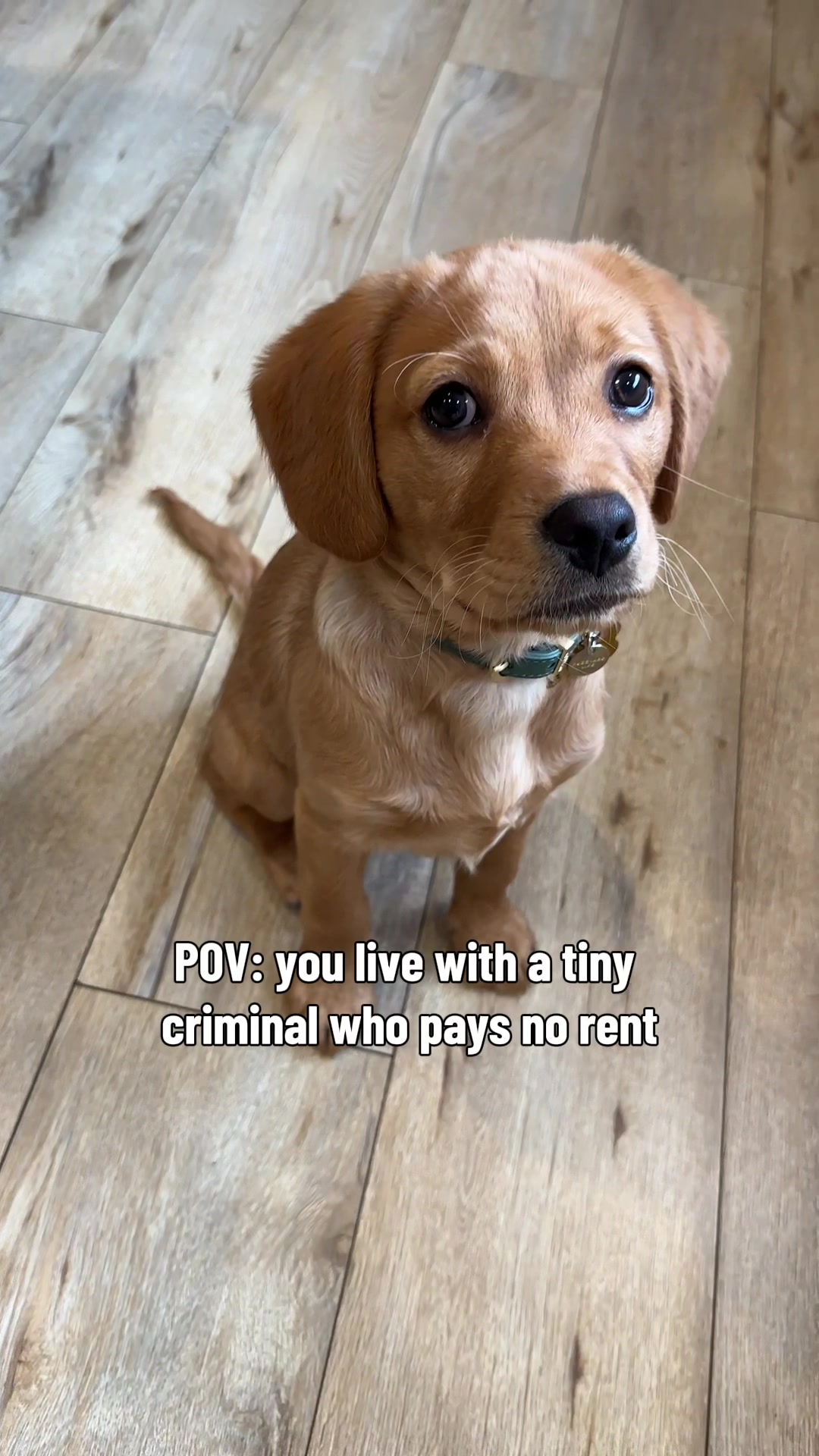 @Remy Boy🐾✨