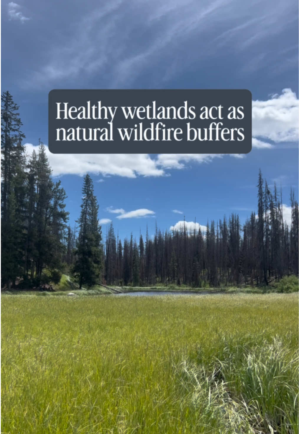 @B.C. Wildlife Federation