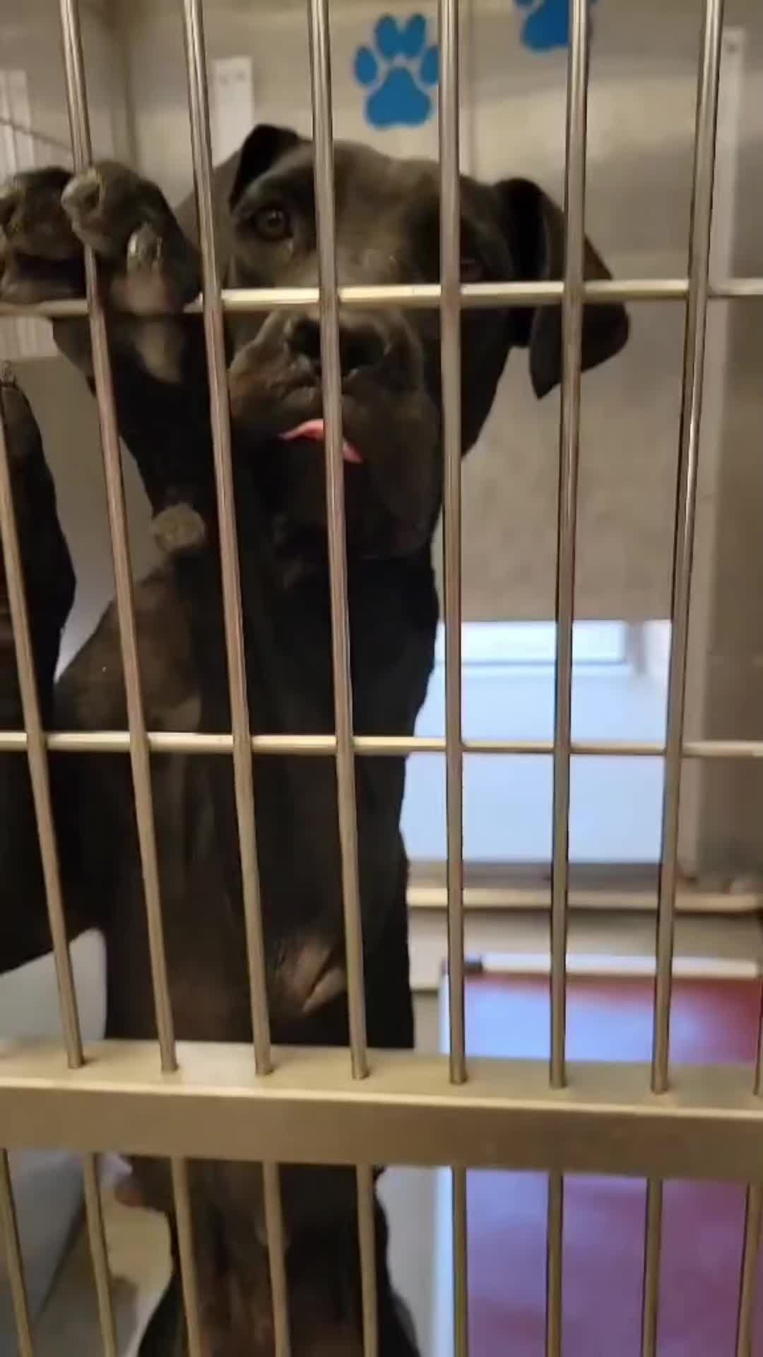 @Cane Corsos