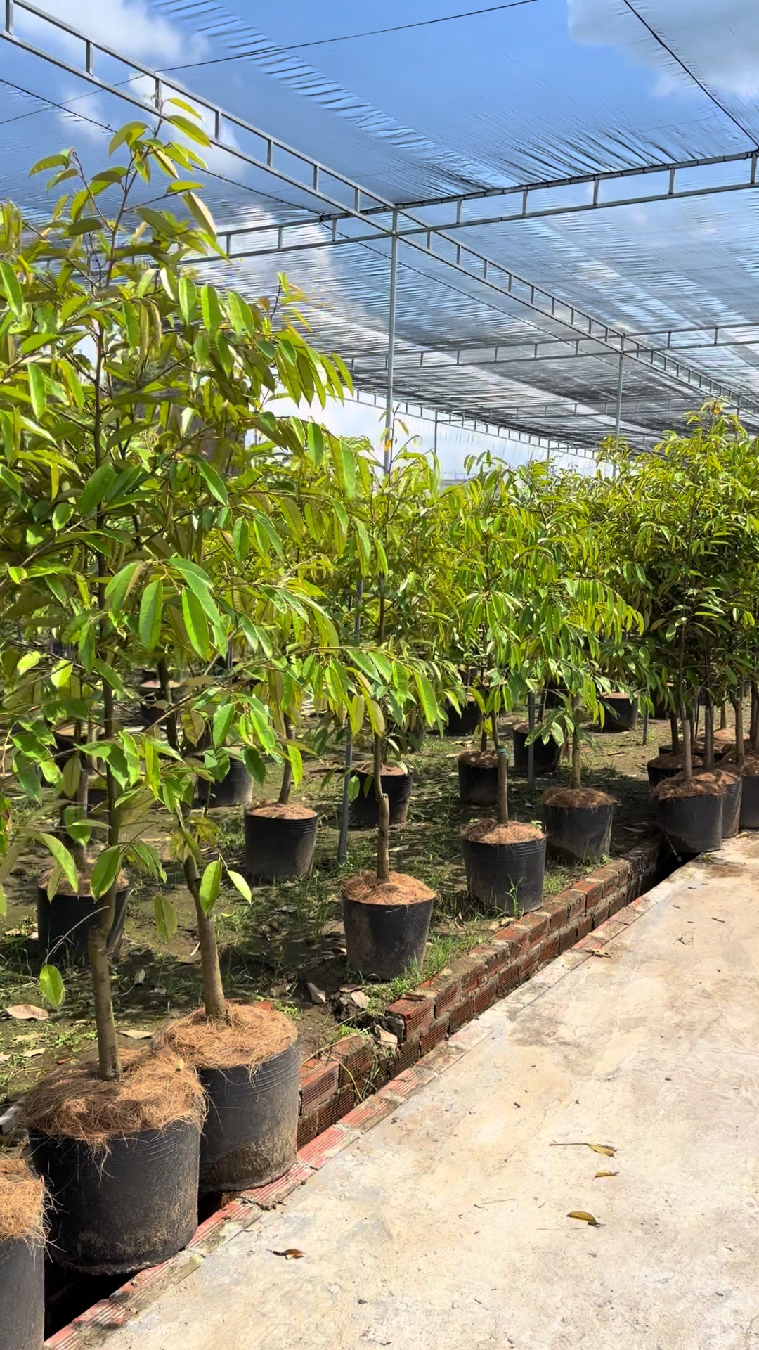 @H&ugrave;ng Chương STCG Welofarm